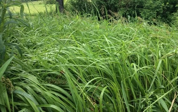 Με αυτό το φυτό θα αποφύγετε τα τσιμπήματα των κουνουπιών